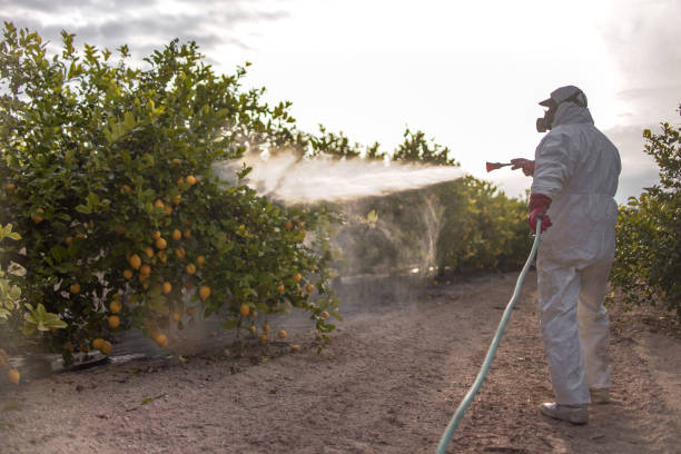 Best Termite Control Services  in Crestview Hills, KY